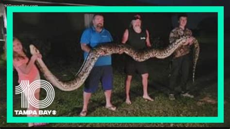Cousins Find Massive 16 Foot Python In Hardee County Youtube