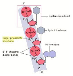Each of the four corners where there isn't. Sugar Phosphates