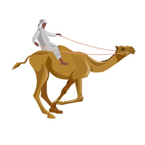 Camel Racing Illustrations Royalty Free Vector Graphics And Clip Art