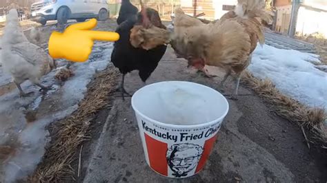 Canibal Chickens Eating Kfc Youtube
