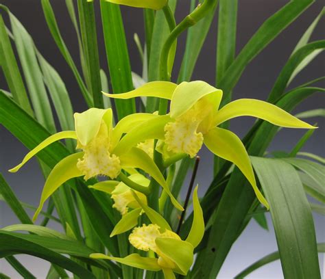 It S Hot In California And So Are The Orchids Orchidaceous Orchid Blog