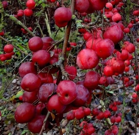 There is a perfect crabapple tree for every landscape. crabapple tree edible