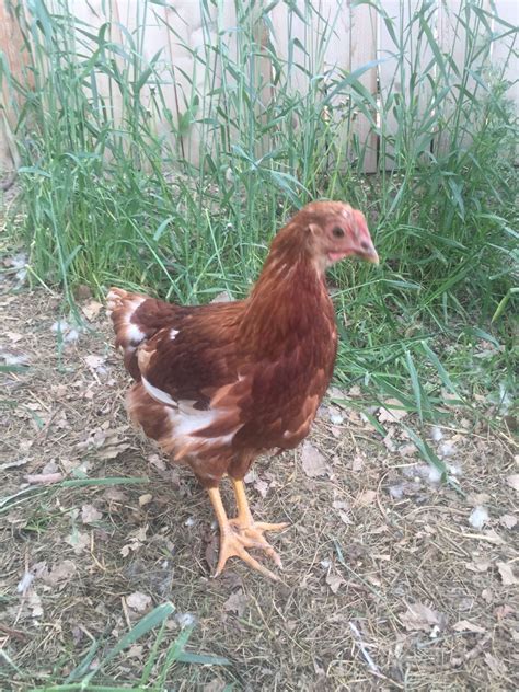 12 Week Old Golden Sex Link Pullet Or Roo Backyard Chickens Learn How To Raise Chickens