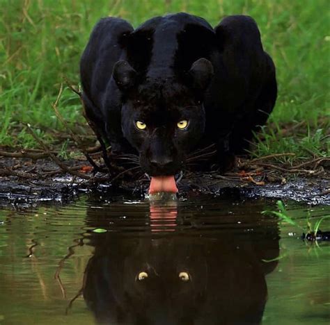 The Gaze Of A Rare Black Jaguar Black Jaguar Animal Jaguar Animal