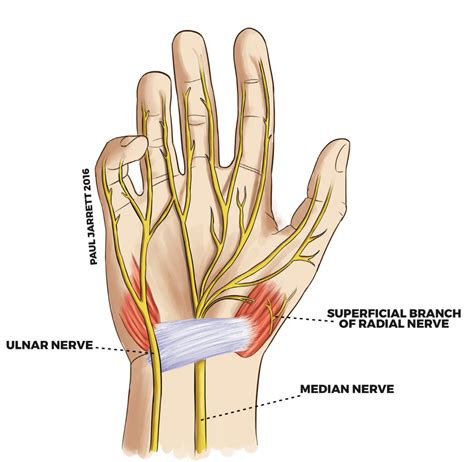 Hand And Wrist Anatomy Dr Paul Jarrett Hand Wrist And Shoulder Surgeon