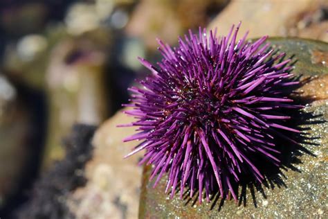 Can You Eat Sea Urchins And How Does It Taste? American, 54% OFF