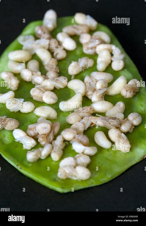 Escamoles Ant Larvae Or Pupae Stock Photo Alamy