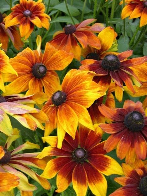 'herbstsonne' _ 'herbstsonne' is a vigorous, upright, deciduous perennial with pinnate leaves divided into three to. Rudbeckia Seeds Autumn Colors 50 Rudbeckia Hirta Seeds ...