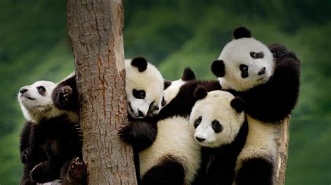 Chengdu Panda Base The Wonderland For Panda Lovers