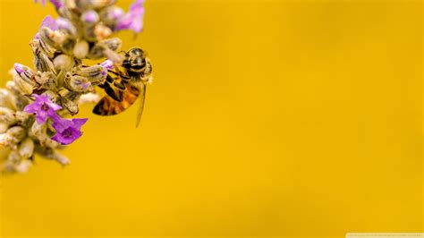 Bee Lavender Plant Yellow Background Ultra Hd Desktop Background