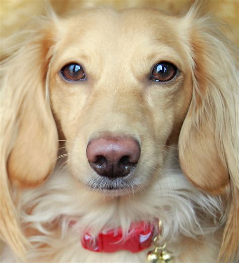 Wow this is really good! Honey, the blonde dachshund | Wearing her Christmas jingle ...