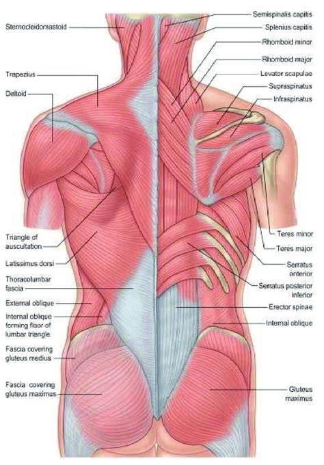 Figure 7 Origin And Insertion Of Back Muscles In 2023 Back Muscles Muscle Diagram Muscle