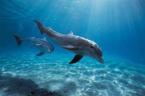 5 surprising facts about dolphin sex from their love of eels to having bisexual tendencies