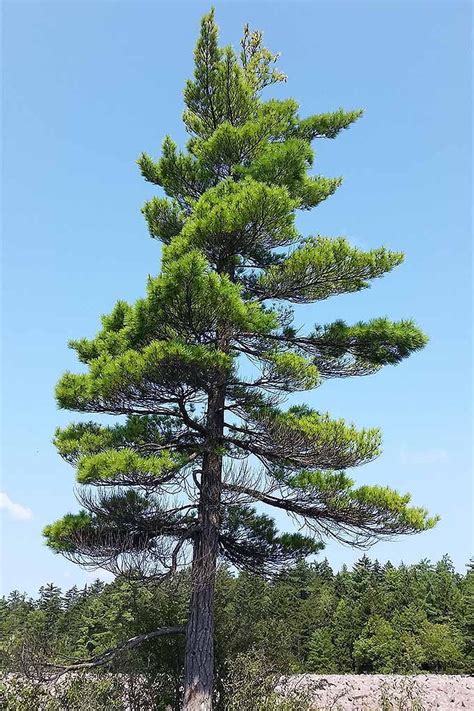 A Tall Pine Tree Sitting On Top Of A Lush Green Field Under A Blue Sky