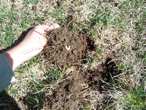 White Grubs And Your Lawn Destroy Or Be Destroyed Lawnsavers