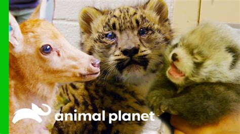 The Cutest Baby Zoo Animals The Zoo Youtube