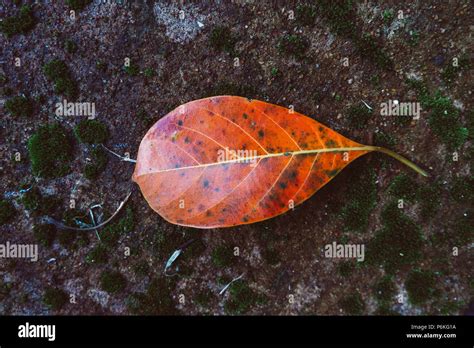 The Fallen Yellow Leaf After The Rain Among Faded Autumn Leaves Stock