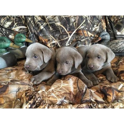 $1850.00 kinzers, pa silver labrador retriever puppy. AKC Silver labrador puppies for sale in Boise, Idaho - Puppies for Sale Near Me