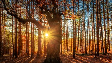 Sunbeams Behind An Oak Tree At Sunrise Belintash Rhodope