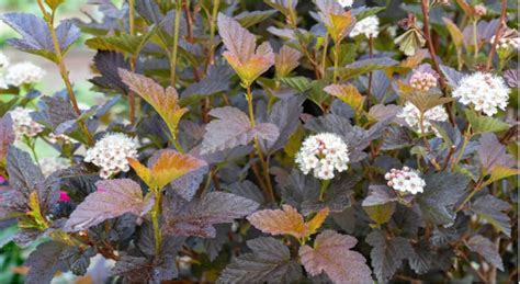 Top 10 Low Maintenance Shrubs That Require Minimal Care Uk