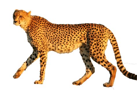 Cheetah PNG Images Transparent Background | PNG Play