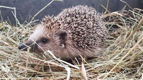 Viele medien berichten aber davon, dass unsere winterschläfer durch die derzeitige warme witterung wieder. Schwache und kranke Igel überwintern - WANN sollte ich ...