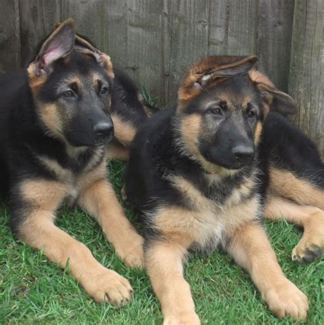 Beautiful Kc Registered German Shepherd Puppies