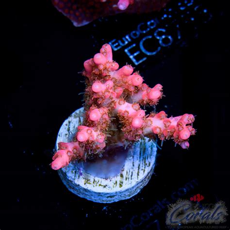 Ec Original Vivid Confetti Acro New Euro Corals