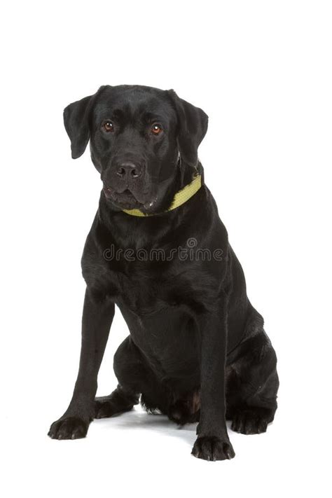 Black Labrador Retriever Stock Images Image 12110604