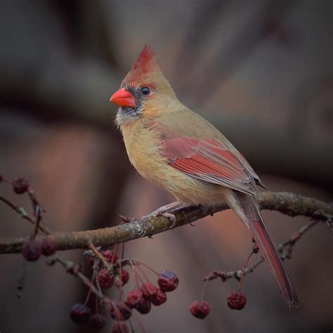 Female Northern Cardinal Instagram Photo By Wingsinlight
