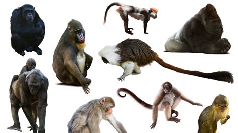 Maymun T Rleri Cinsleri Ve Zellikleri Maymun T Rleri Ve E Itleri