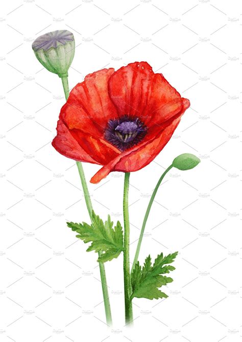 Red Poppy Flower On A Stalk Watercolor Illustration Watercolor