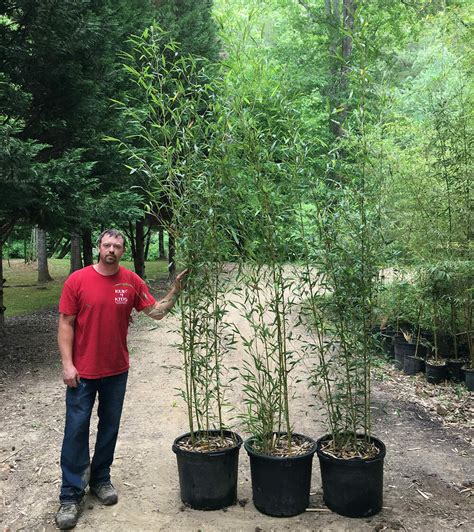 What are the dimensions of a 15 gallon pot? 10'-15' Feet Tall Bamboo (15 Gallon) - Lewis Bamboo