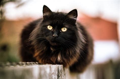 Top 100 Image Long Hair Black Cat Vn