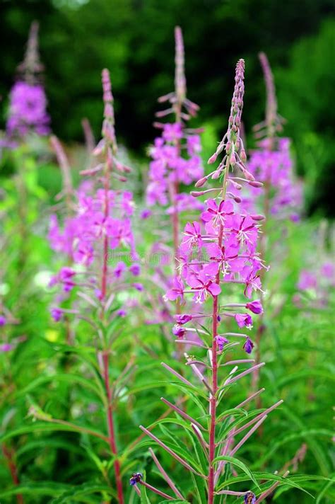 Edible Fireweed In The Spring Stock Photo Image Of Grass