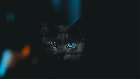 Download Wallpaper 3840x2160 Cat Glance Pet Dark Eyes Blue 4k Uhd