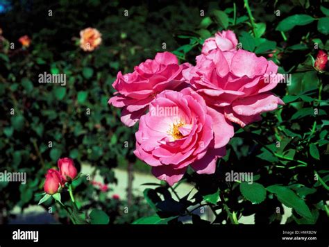 Rose Rosa Claridge Rosaceae Stock Photo Alamy