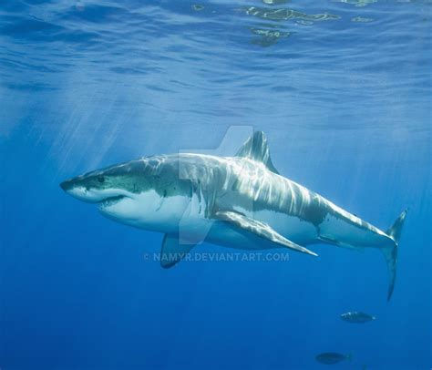 Shark Species Id Great White Shark By Namyr On Deviantart