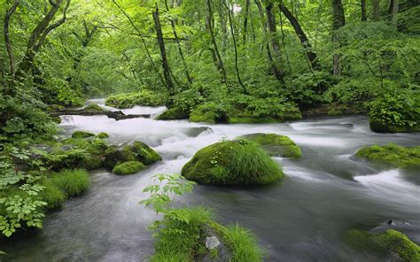 Wallpaper Nature Green River Wilderness Jungle Stream