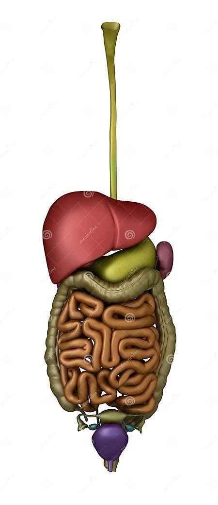 Female Abdominal Organs Stock Illustration Illustration Of Anterior