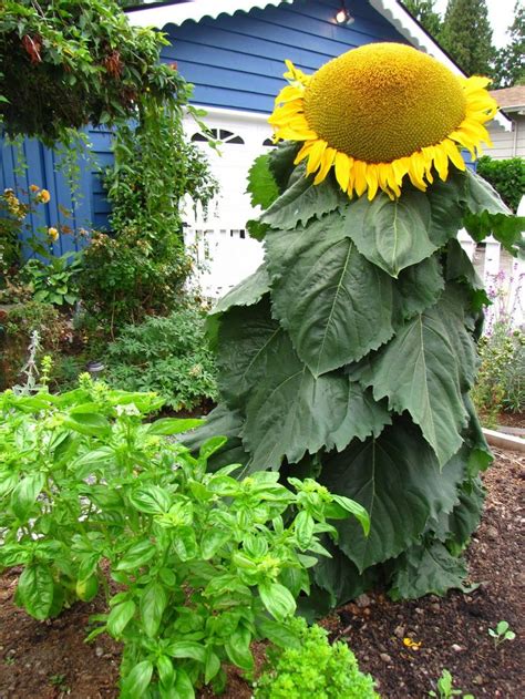 Img6352 1200×1600 Pixels Sunflower Garden Giant Sunflower