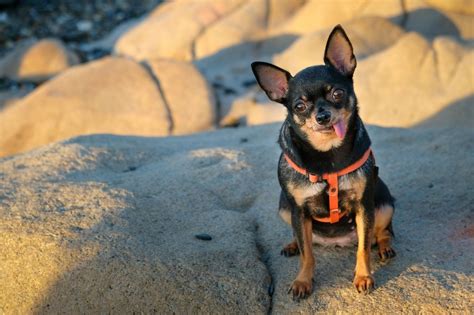 Check spelling or type a new query. Min Pin or Chihuahua Mix? | ThriftyFun