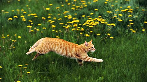 Cats Grass Running Wallpapers Hd Desktop And Mobile Backgrounds