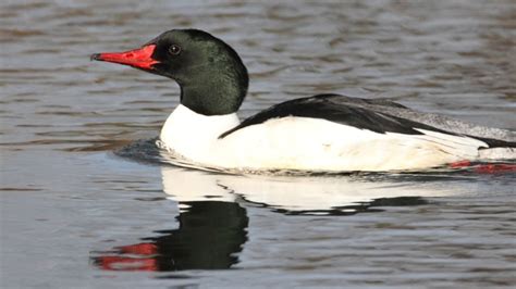 Hey Birders Its Prime Time To Find Merganser Ducks On The Bow Cbc News