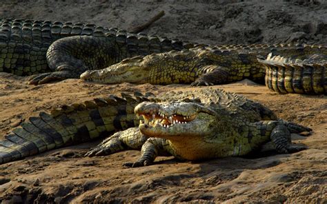 Download Wallpapers Nile Crocodile African Crocodile Predator 4k