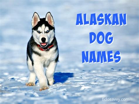 Alaskan Dog Names Beauty And Mystery Combined