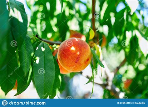 Peaches On The Tree Ripe Summer Peaches Growing In A Orchard Stock