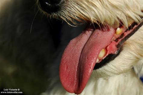 49 Violet Tongue Dog Breeds √ 12 Stunning Facts About Dog Tongue How