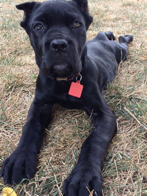 Compare up to 10 dog breeds! My Cane Corso ---Ravin | Cane corso dog