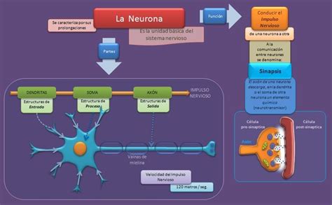 The Diagram Shows How Neurons Interact With Each Other In Order To Help